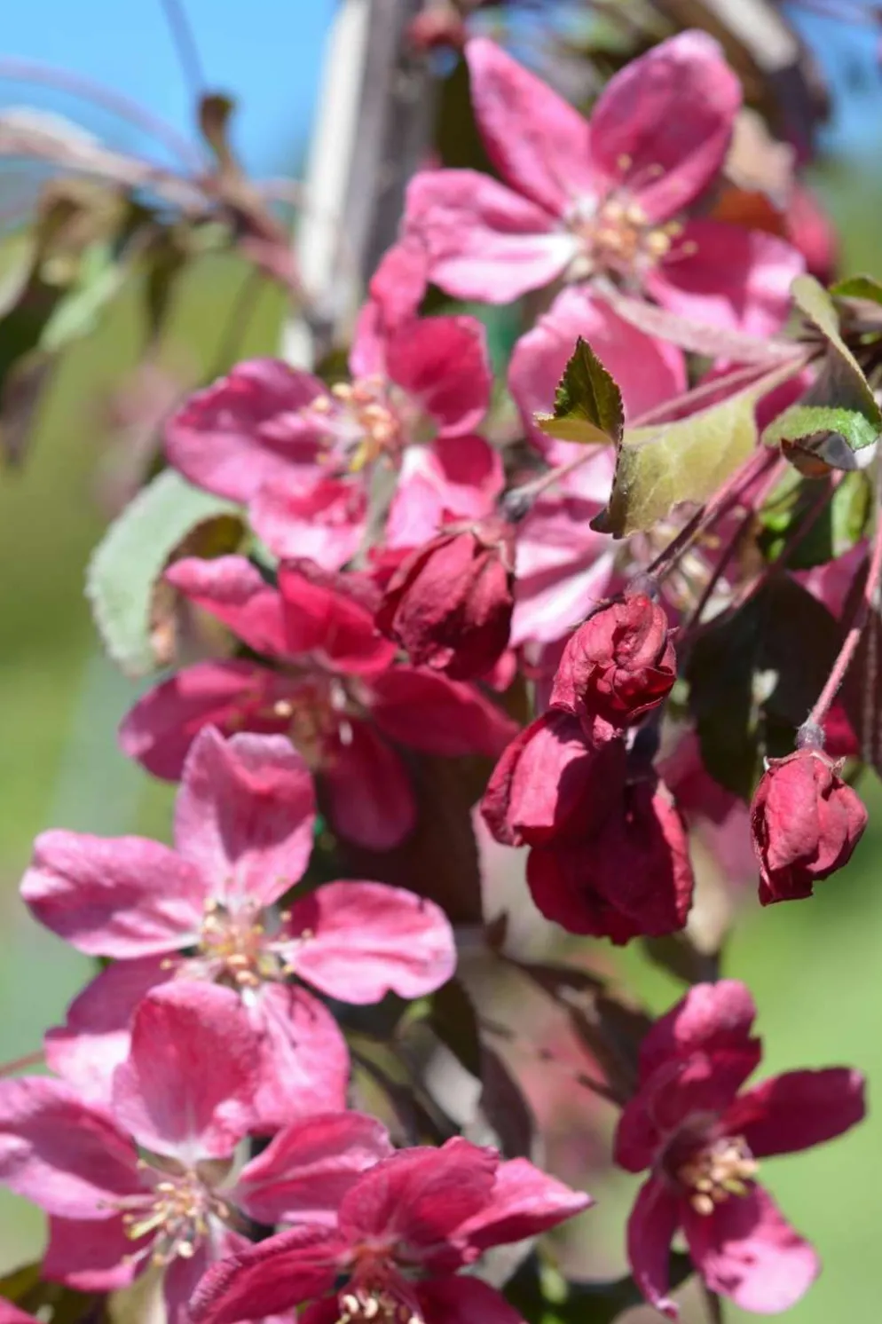 Riippaomenapuu Ruby Tears 120-150 cm astiataimi Malus 'Bailears' Ruby Tears