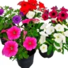 Riippupetunia 12cm
