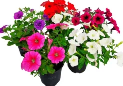 Riippupetunia 12cm