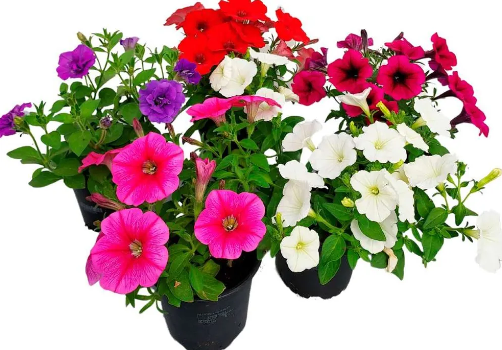 Riippupetunia 12cm