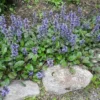 Rönsyakankaali Ajuga reptans 'Atropurpurea'