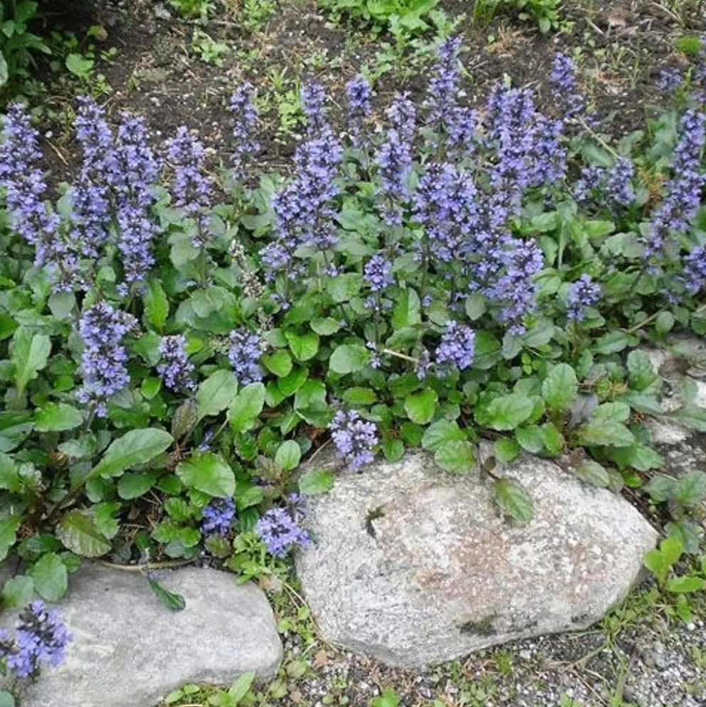 Rönsyakankaali Ajuga reptans 'Atropurpurea'