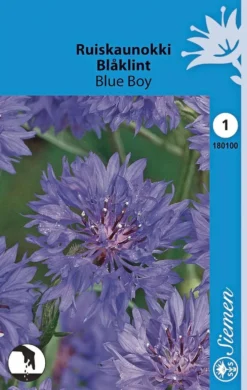 Ruiskaunokki Blue Boy