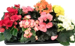 Ruusubegonia 12 cm ruukussa