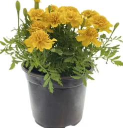 Samettikukka 19 cm kulhossa, kolme tainta