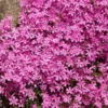 Sammalleimu 'Atropurpurea' Phlox subulata