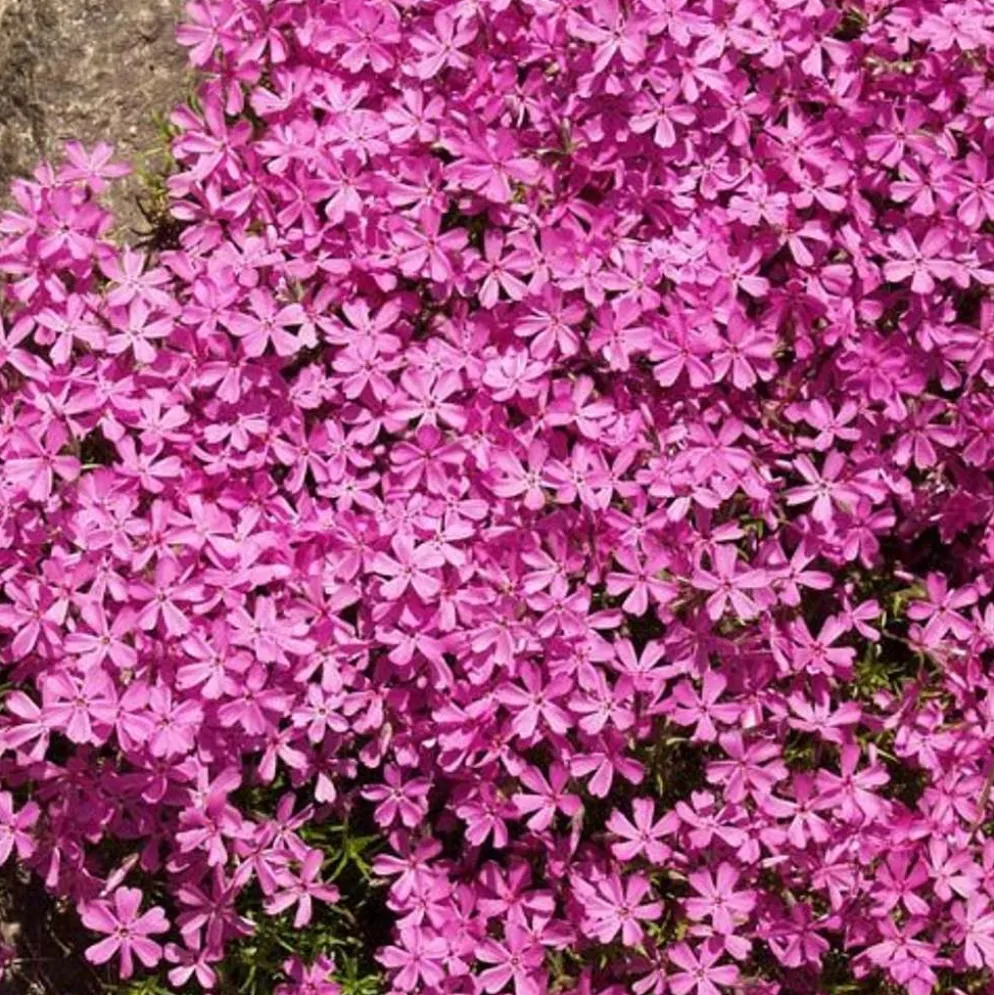 Sammalleimu 'Atropurpurea' Phlox subulata