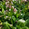 Satakunnan Taimitukku Herttavuorenkilpi 'Snowtime' Bergenia cordifolia