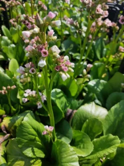 Satakunnan Taimitukku Herttavuorenkilpi 'Snowtime' Bergenia cordifolia