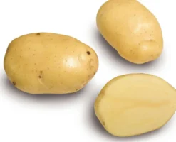 Siemenperuna Siikli 10 kg