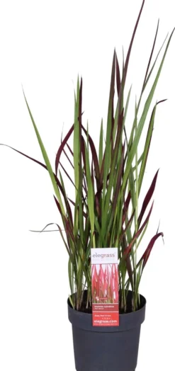 Silkkiheinä Red Baron 40 cm