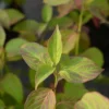 Silkkikanukka 'Cayenne' Cornus amomum 'Cayenne', astiataimi 3 L