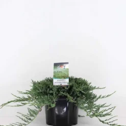 Sinilaakakataja 'Wiltonii' 40-45 cm astiataimi 5 l ruukku Juniperus horizontalis 'Wiltonii'