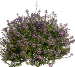 Siniviuhka-amppeli 23 cm ruukussa