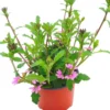 Siniviuhka 13 cm ruukussa