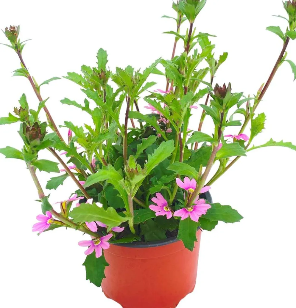 Siniviuhka 13 cm ruukussa