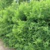Siperianhernepensas astiataimi 3l ruukussa