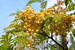 Sitruunapihlaja 'Joseph Rock' 150-250 cm astiataimi Sorbus 'Joseph Rock'