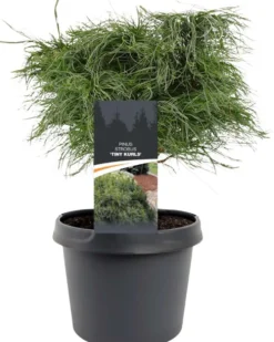 Strobusmänty 'Tiny curls'. Korkeus 25-30 cm ruukun päältä mitattuna. Astiataimi 3 l ruukussa