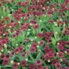 Syyshohdekukka 'Siesta' Helenium