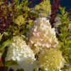 Syyshortensia ’Polar Bear’ 3 l astiataimi Hydrangea paniculata 'Polar Bear'