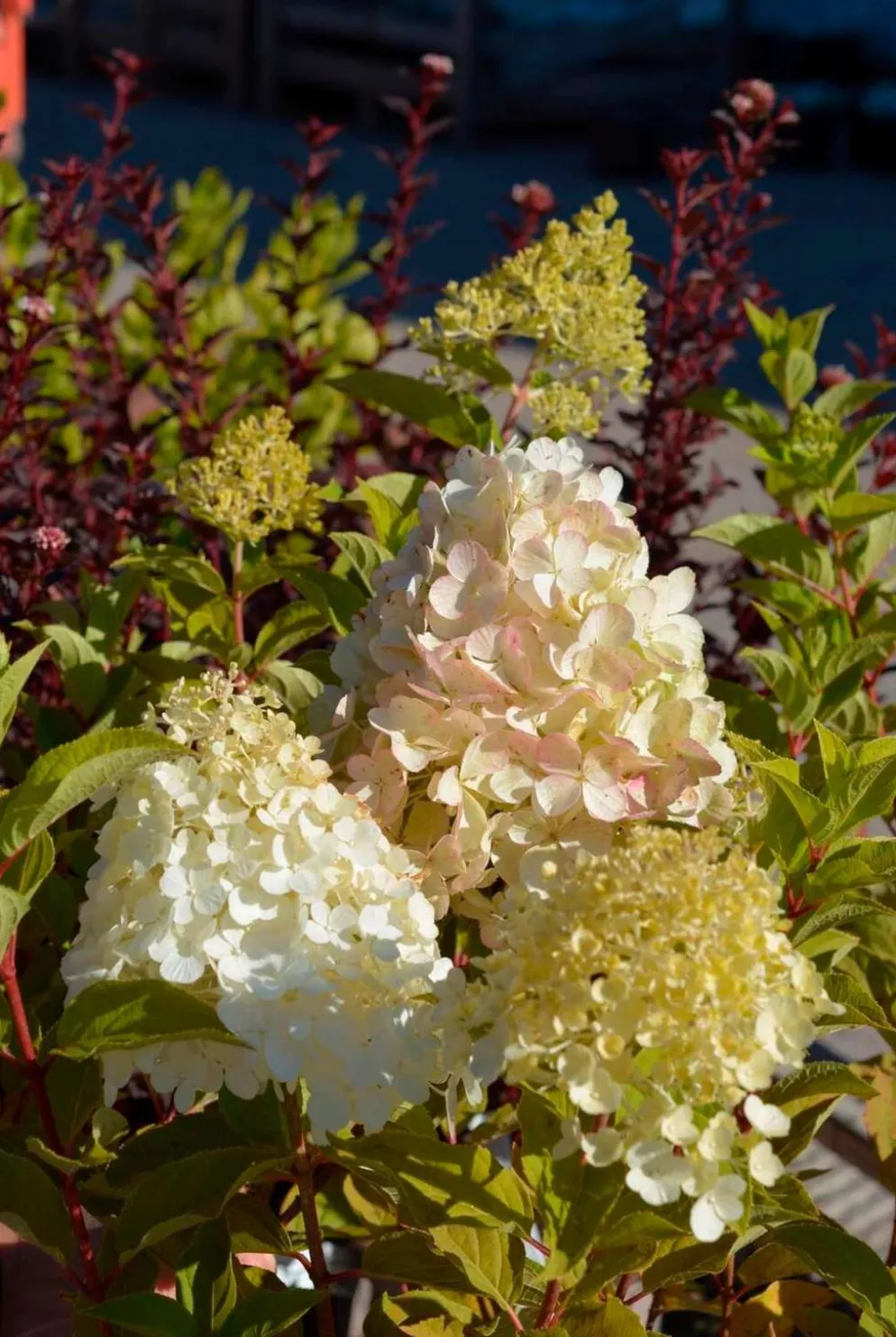 Syyshortensia ’Polar Bear’ 3 l astiataimi Hydrangea paniculata 'Polar Bear'