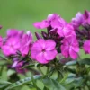 Syysleimu 'Bambini Desire' Phlox paniculata 'Bambini Desire'