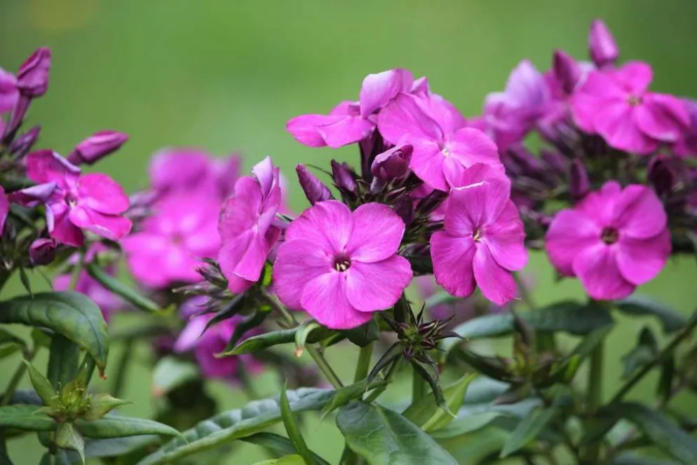 Syysleimu 'Bambini Desire' Phlox paniculata 'Bambini Desire'