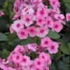 Syysleimu Phlox Paniculata Early Pink Dark Eye