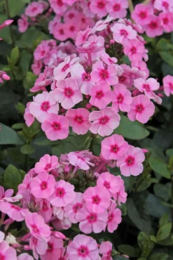 Syysleimu Phlox Paniculata Early Pink Dark Eye