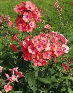 Syysleimu 'Spitfire' Phlox paniculata