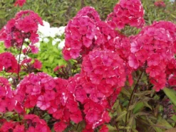 Syysleimu 'Starfire' Phlox paniculata