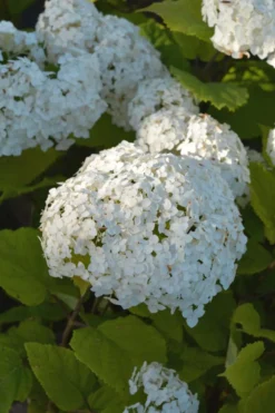 Tahvoset Pallohortensia Flowerwow, At 3L