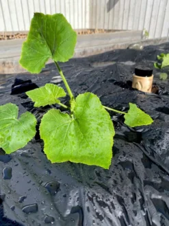 Tarha Biohajoava katekalvo 7 m2 ( 1,4 x 5 m)