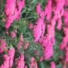 Tarhakärsämö 'Summer Sassy Taffy' Achillea 'Summer Sassy Taffy'