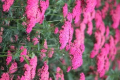 Tarhakärsämö 'Summer Sassy Taffy' Achillea 'Summer Sassy Taffy'