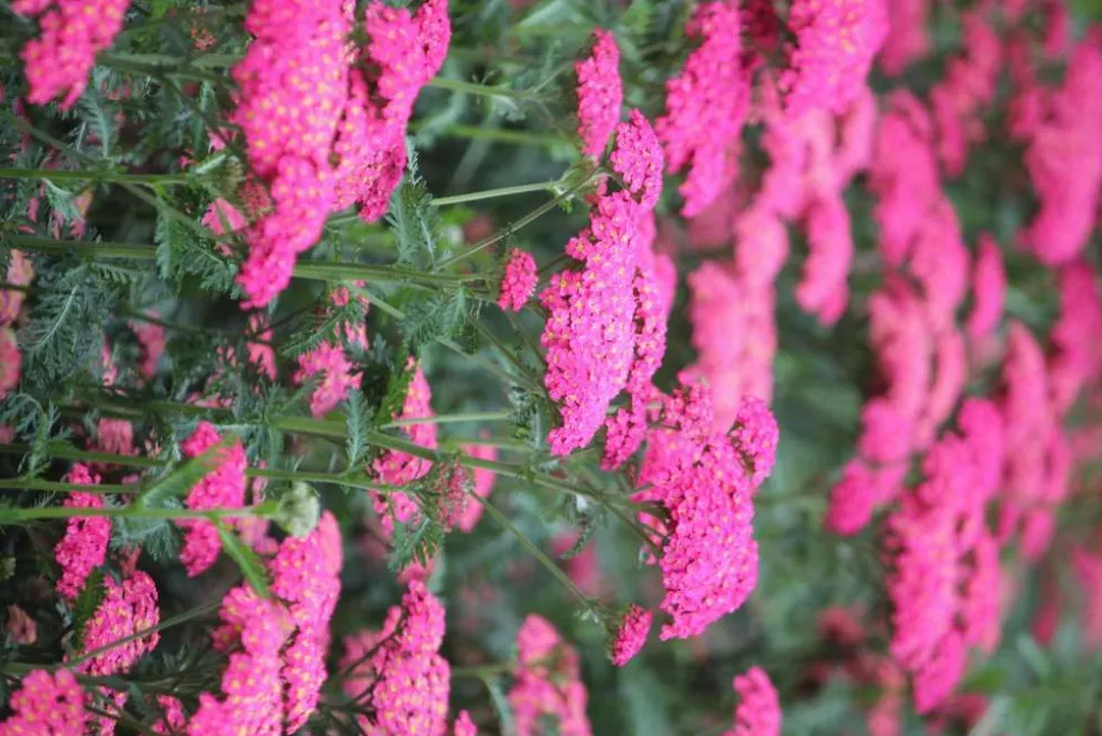 Tarhakärsämö 'Summer Sassy Taffy' Achillea 'Summer Sassy Taffy'