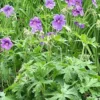 Tarhakurjenpolvi Geranium x magnificum