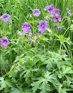 Tarhakurjenpolvi Geranium x magnificum
