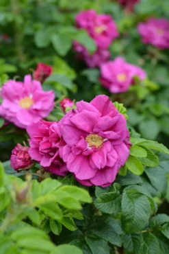 Tarhakurtturuusu 'Moje Hammarberg' Rosa rugosa 'Moje Hammarberg'