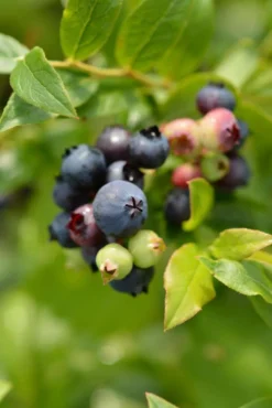 Tarhapensasmustikka 'Saani' FinE 2 L astiataimi Vaccinium Angustifolium-ryhma 'Saani'