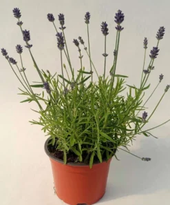 Tähkälaventeli 13 cm ruukussa