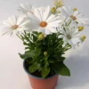Tähtisilmä 12 cm ruukussa