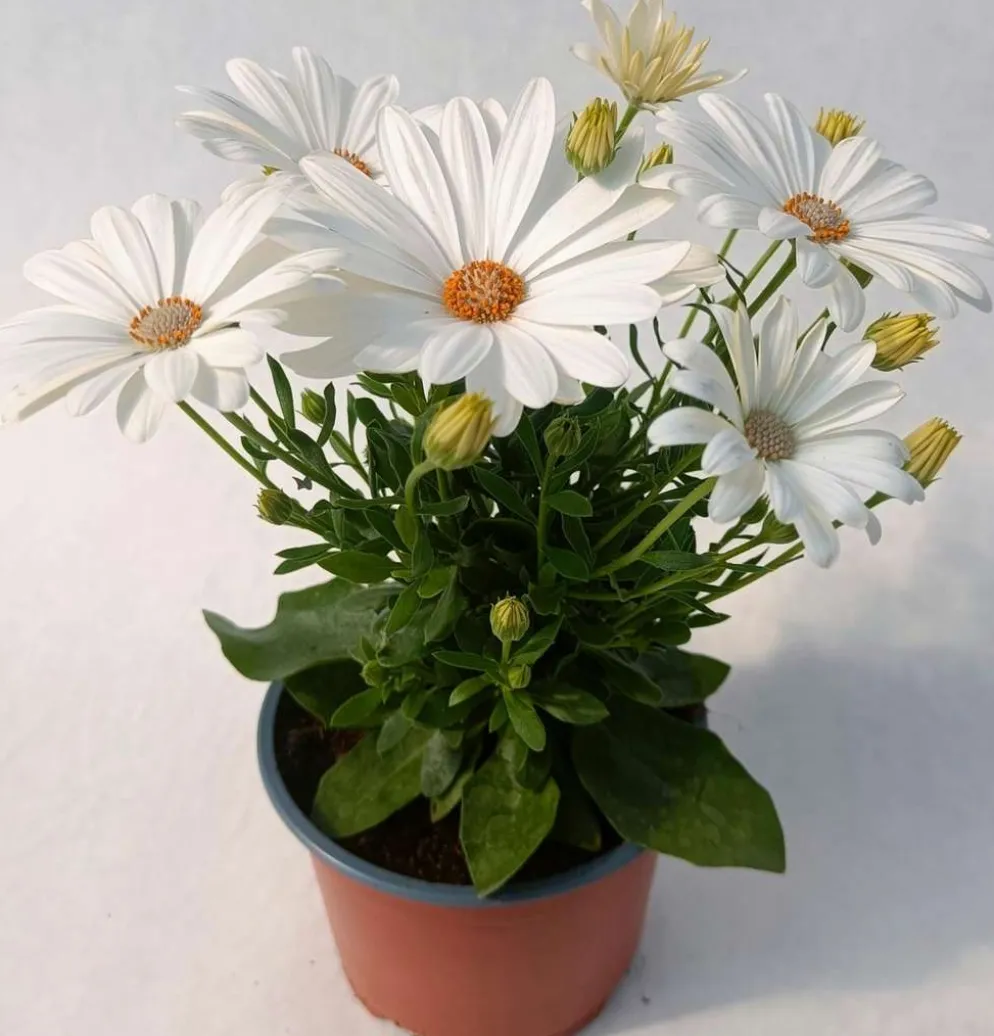 Tähtisilmä 12 cm ruukussa