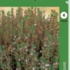 Timjami (Thymus) Moniv.