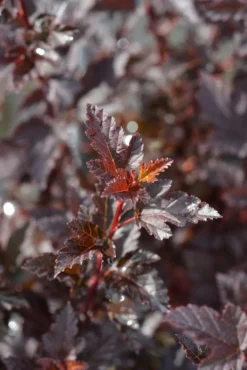 Tiny Wine® purppuraheisiangervo, Physocarpus opulifolius 'SMPOTW' Tiny Wine®, At 3 L