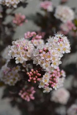 Tiny Wine® purppuraheisiangervo, Physocarpus opulifolius 'SMPOTW' Tiny Wine®, At 3 L