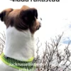 Toiviainen, Pada rakastuu