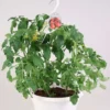 Tomaattiamppeli 'Tumbling Tom' 23 cm ruukussa