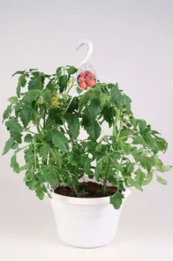 Tomaattiamppeli 'Tumbling Tom' 23 cm ruukussa